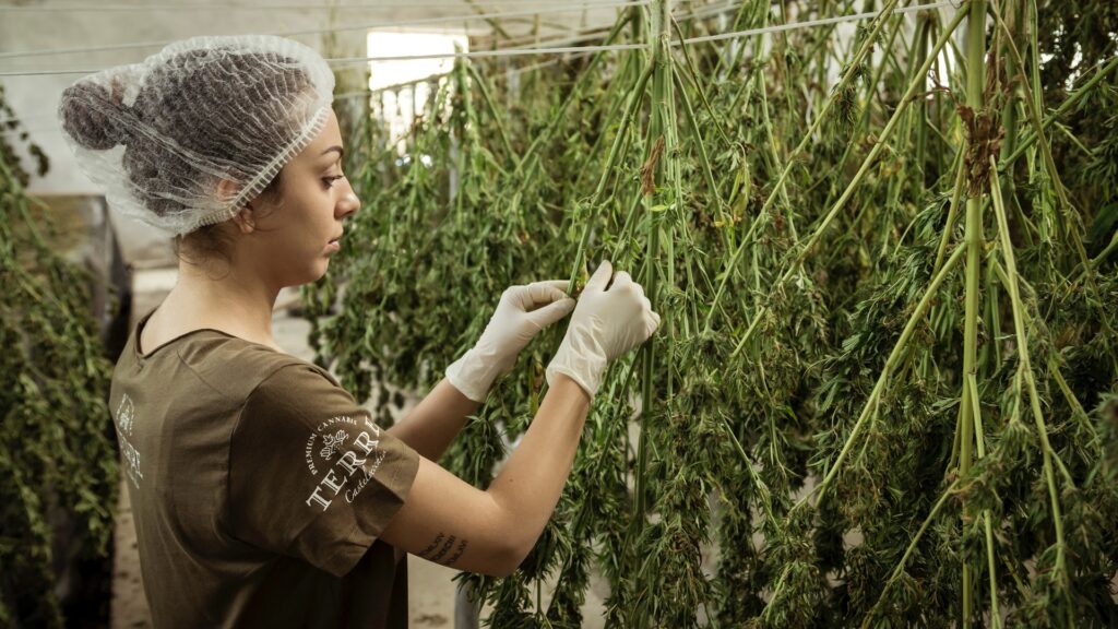 A worker handles cannabis plants.