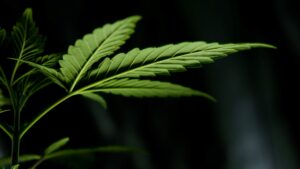 Close-up of cannabis leaf.