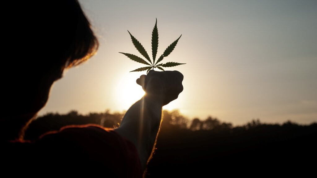 A hand holds a cannabis leaf up to the sky, eclipsing the sun.