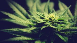 Close-up of a cannabis plant.