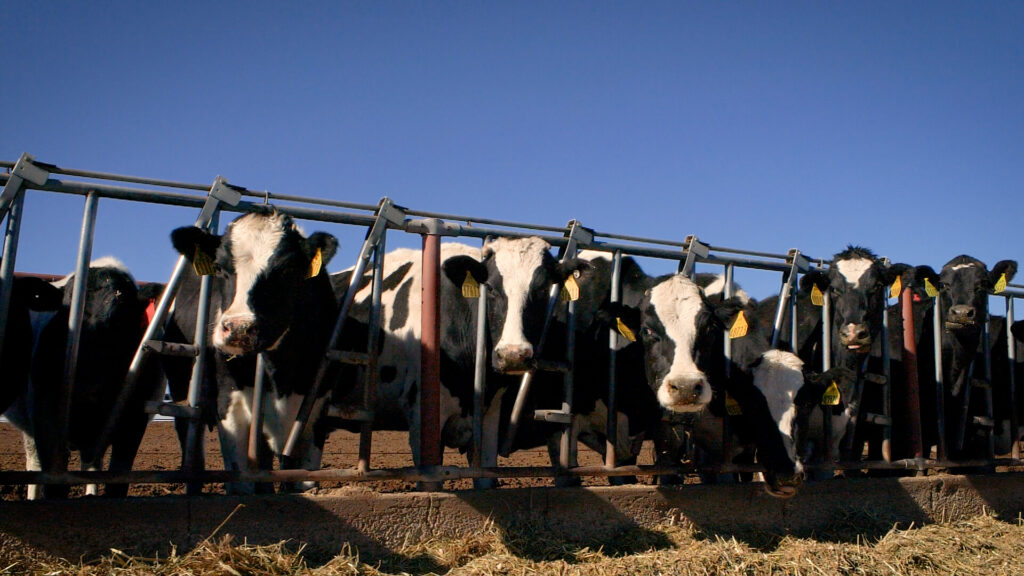 Low view of branded cows, with their necks held in a gate.