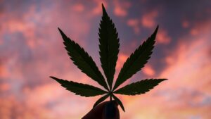 Close-up of a hand holding a cannabis plant in front of a sky at sunset.