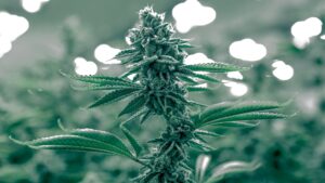 A cannabis plant grows inside of an interior growhouse.