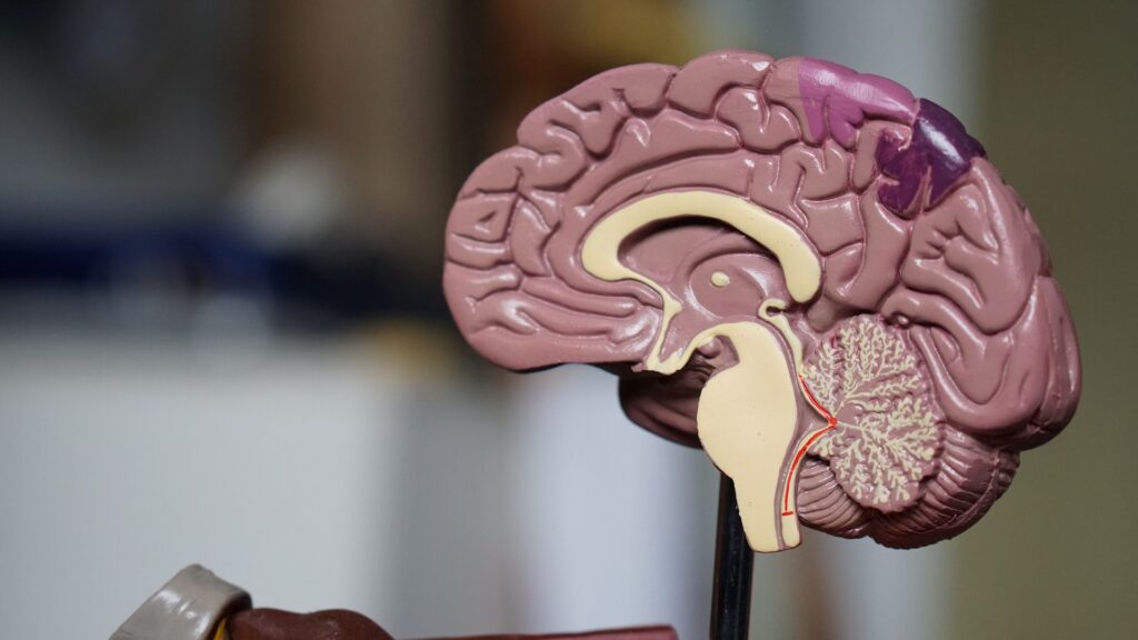 Model crossection of the human brain.