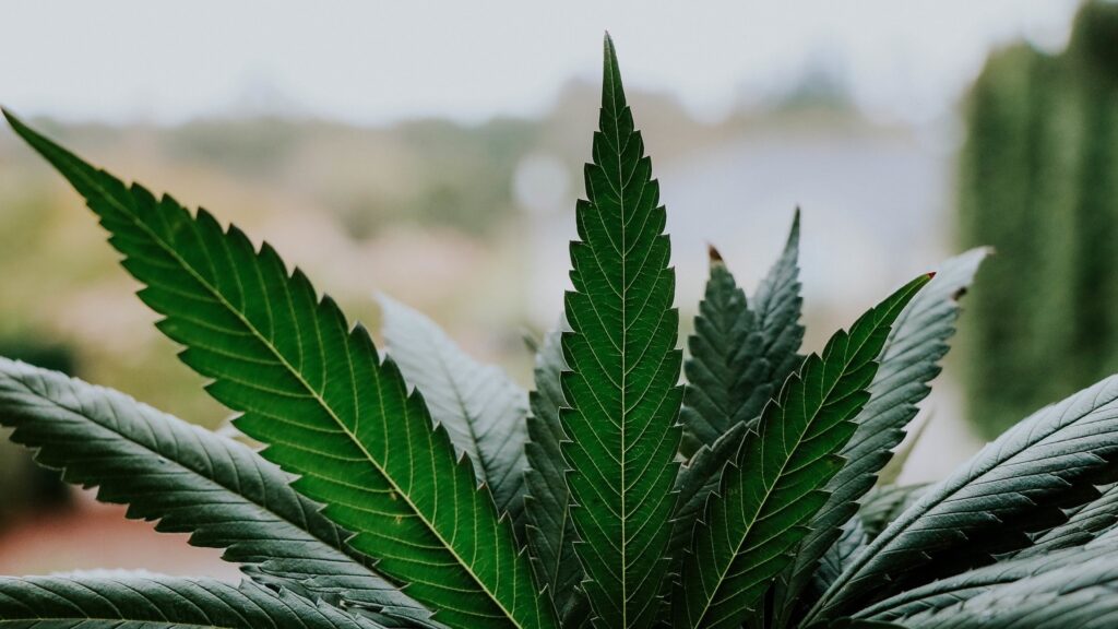 Close-up of cannabis leaves.