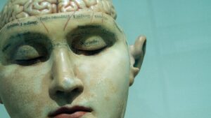 A medical bust of a head with labels on the eyes and forehead, and with brain exposed.