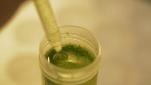 A pipette dips into a vial of algae.