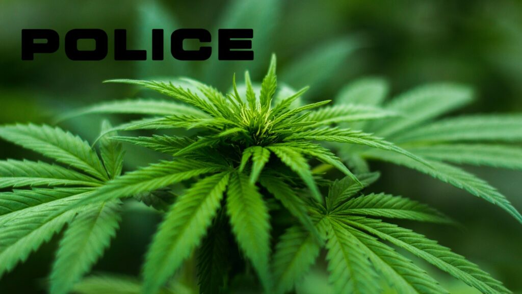 Composite of cannabis plant, with superimposed label "POLICE".