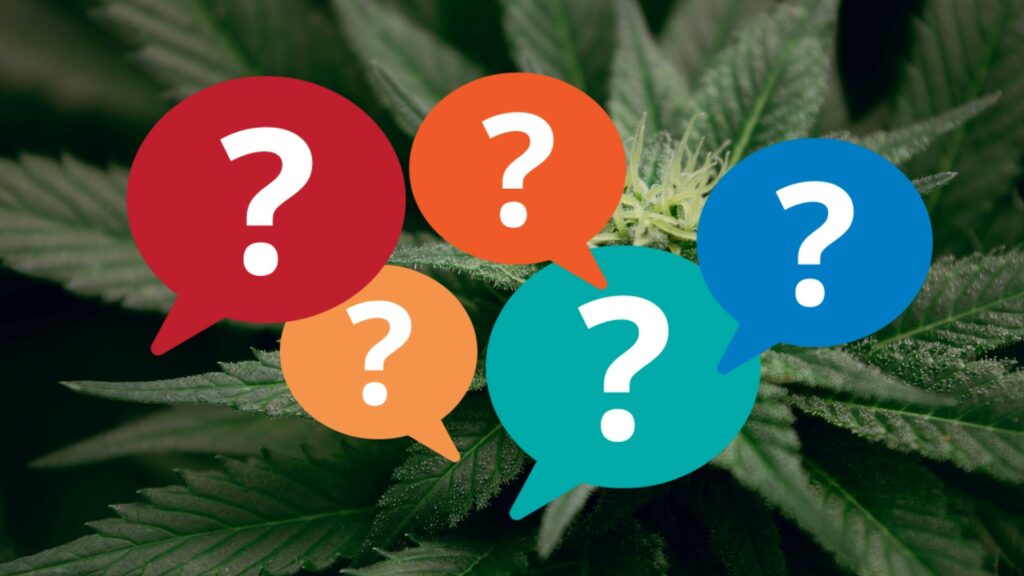 Composite of a cannabis plant with superimposed colorful question marks.