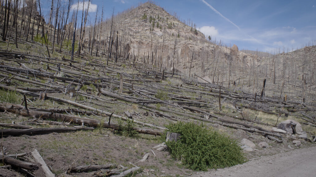 An area covered in collapsed and burnt trees.