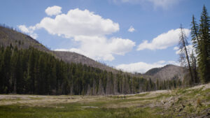 Wide view of hills and trees decimated by wildfire.