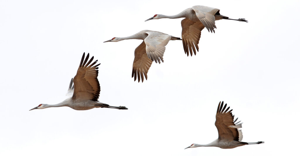 A group of sandhill cranes in flight.