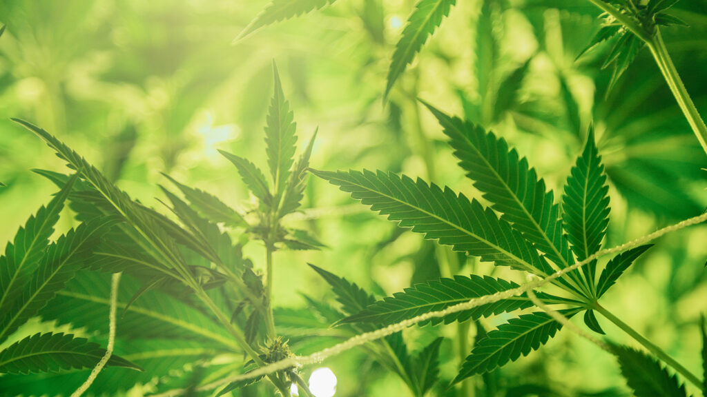 Cannabis leaves sprout next to each other in a green haze.