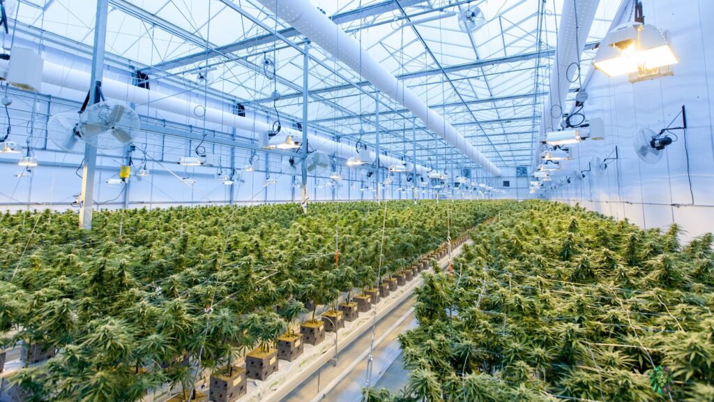 Rows of cannabis sit in a giant growhouse.
