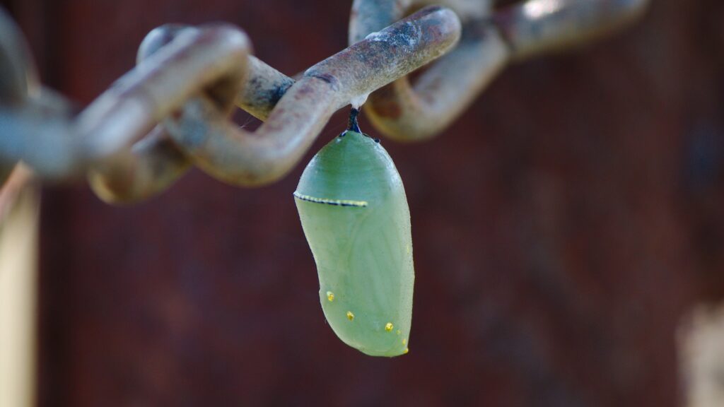 A cocoon hangs from a metal chain.