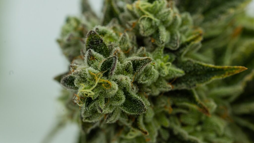Close-up of a cannabis plant.