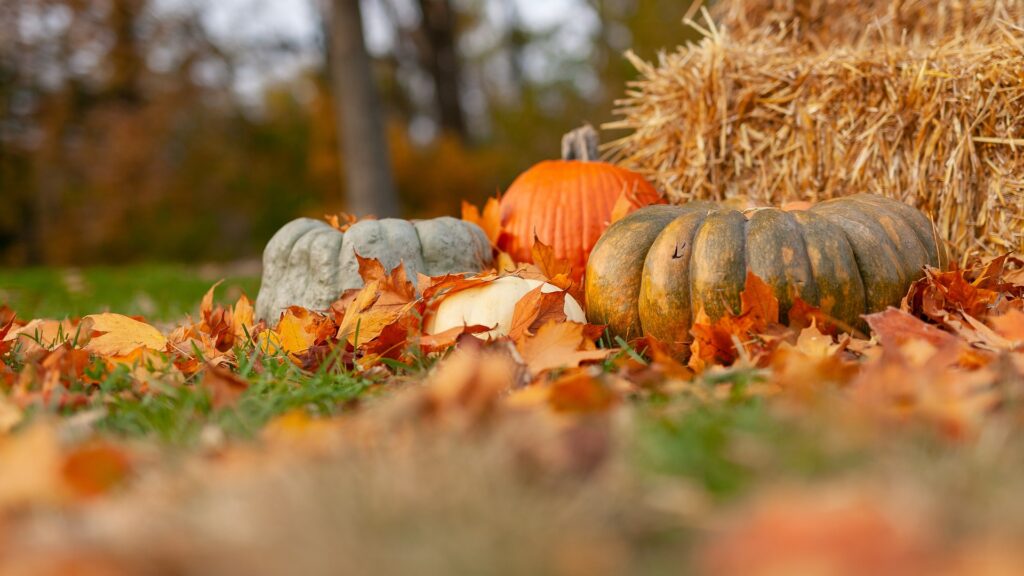 Pumpkins next to hay bales outside with fallen leaves