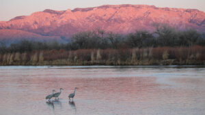 The Rio Grande with the Sandia Mountains behind it. Three Sandhill Cranes walk in the water.