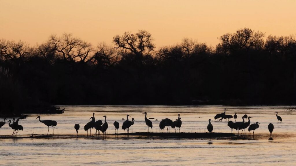 Sandhill Cranes at Sunset in the Bosque