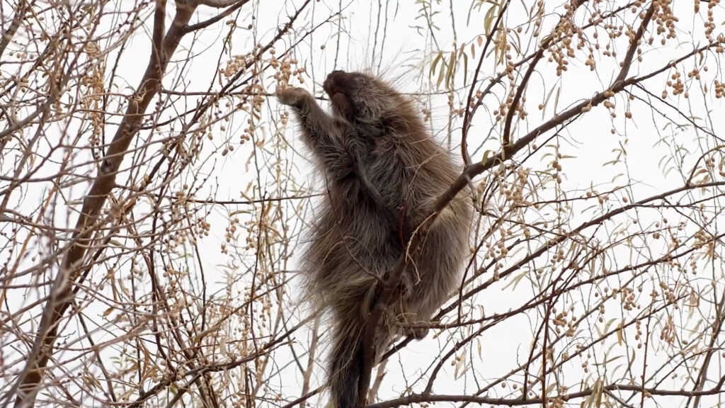 A bushy animal crawls through tree branches.