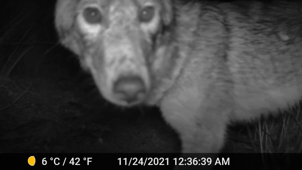 A coyote photographed with a night vision camera looking at the lens.
