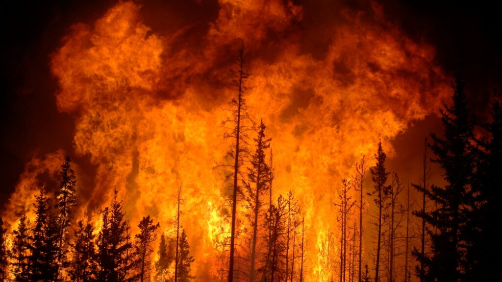 A forest fire burns in the night sky.