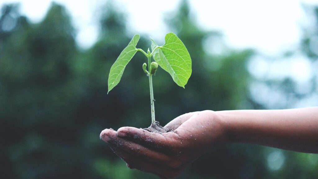 A person's hand holding a small green plant.