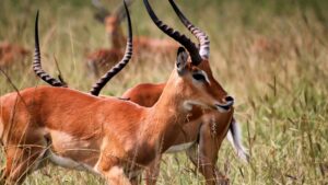 Antelopes standing in tall grass.