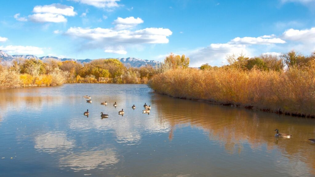 The Rio Grande filled with water and ducks on bright sunny day.