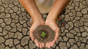 A person standing on a dry cracked earth holding dirt and a small seedling growing.