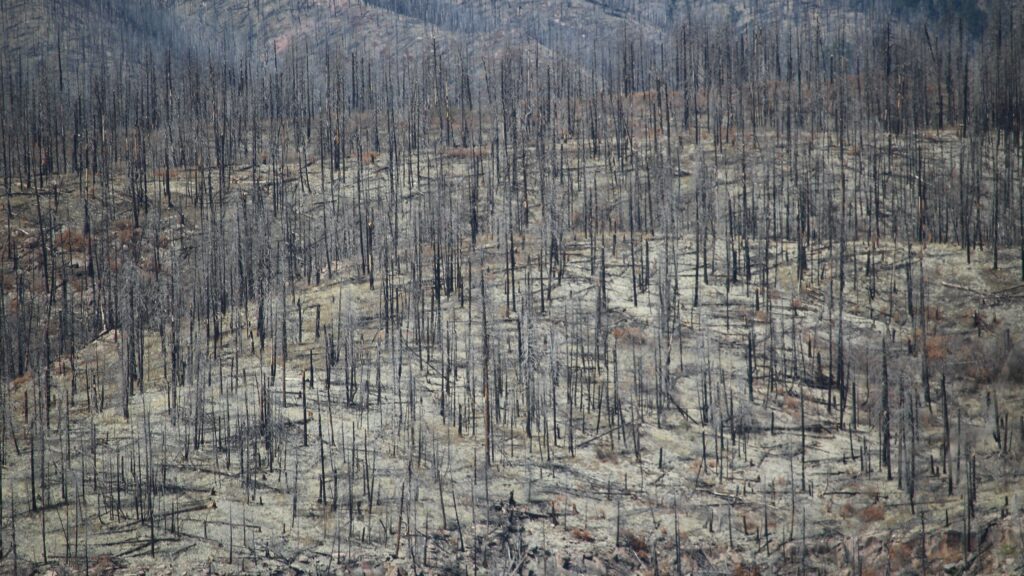 A forest of burnt down trees.