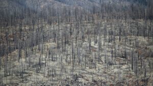 A forest of burnt down trees.