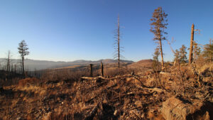 The remains of a forest landscape affected by wildfires.