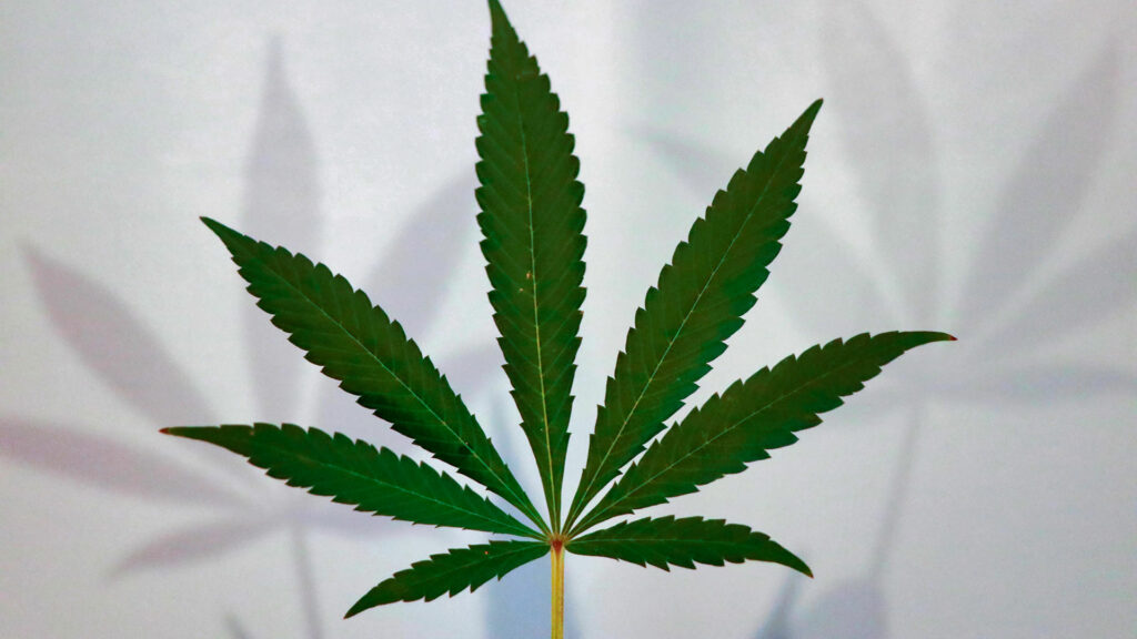 A cannabis leaf casting shadows on a white background.