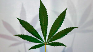 A cannabis leaf casting shadows on a white background.