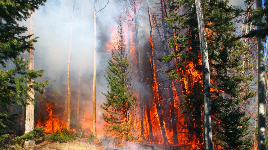 A forest on fire.