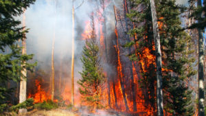A forest on fire.