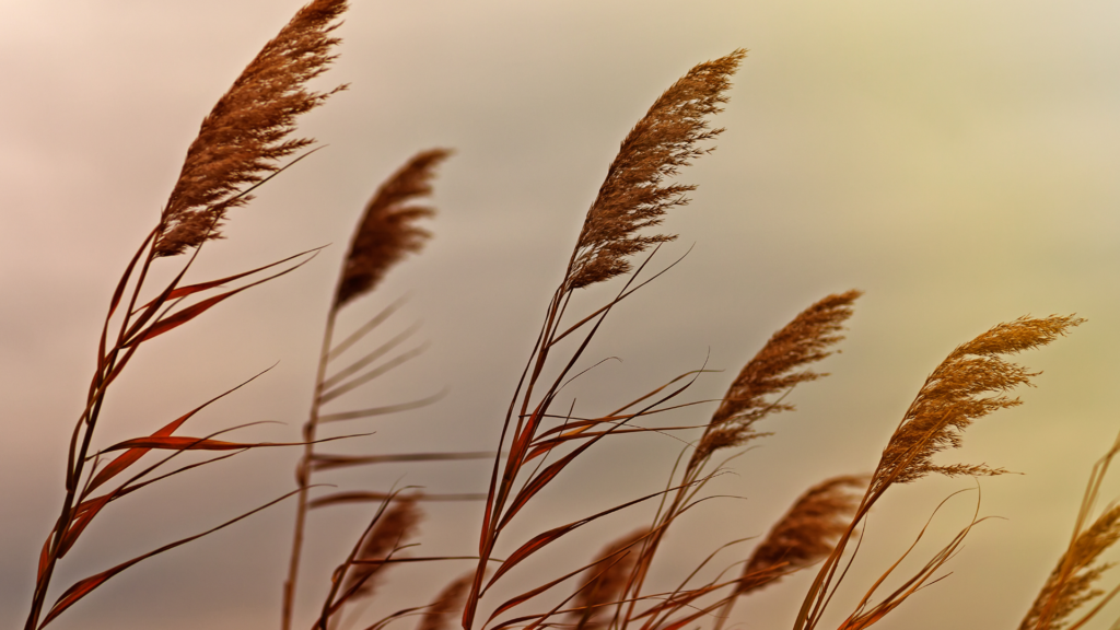 Blades of grass and wheat grain blowing in the wind.