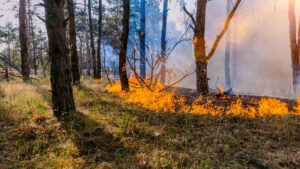 A line of fire burning the ground in a forest. Courtesy of the U.S. Forest Service.