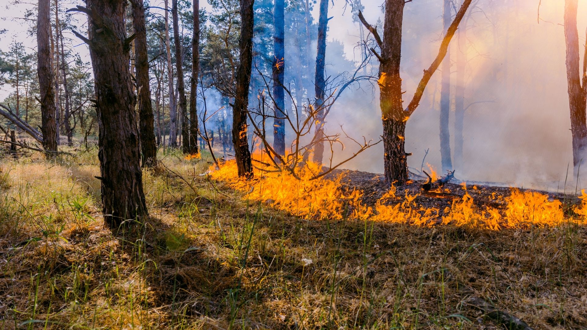 U.S. Forest Service Enacts Prescribed Burn Ban New Mexico In Focus