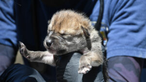 A baby Mexican Wolf.
