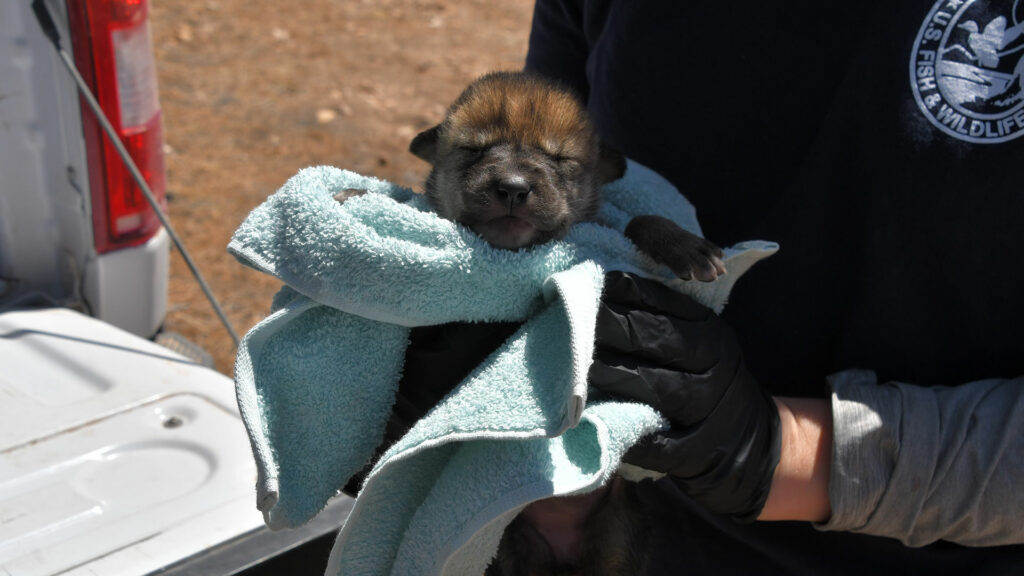 A baby Mexican Wolf wrapped in a blue towel.