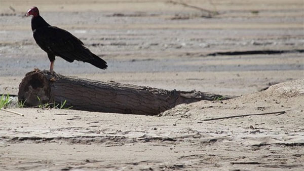 A vulture sitting on a piece of tree in the middle of the dry Rio Grande.