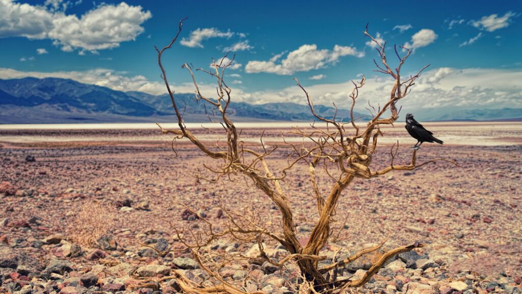 A dry landscape with a dead try and a lone raven sitting on a branch.