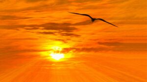 An orange sunset with a bird silhouette flying through the sky.