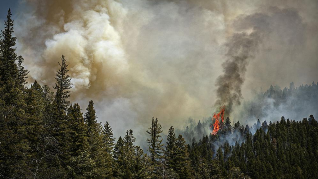 A forest with a wildfire raging in the distance with a plume of smoke.