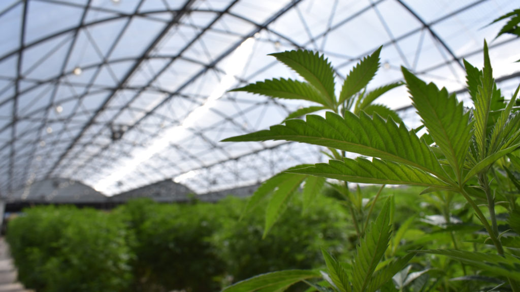 Cannabis plants in a greenhouse.