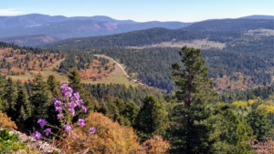 A view of a mountain with purple flowers in the foreground.