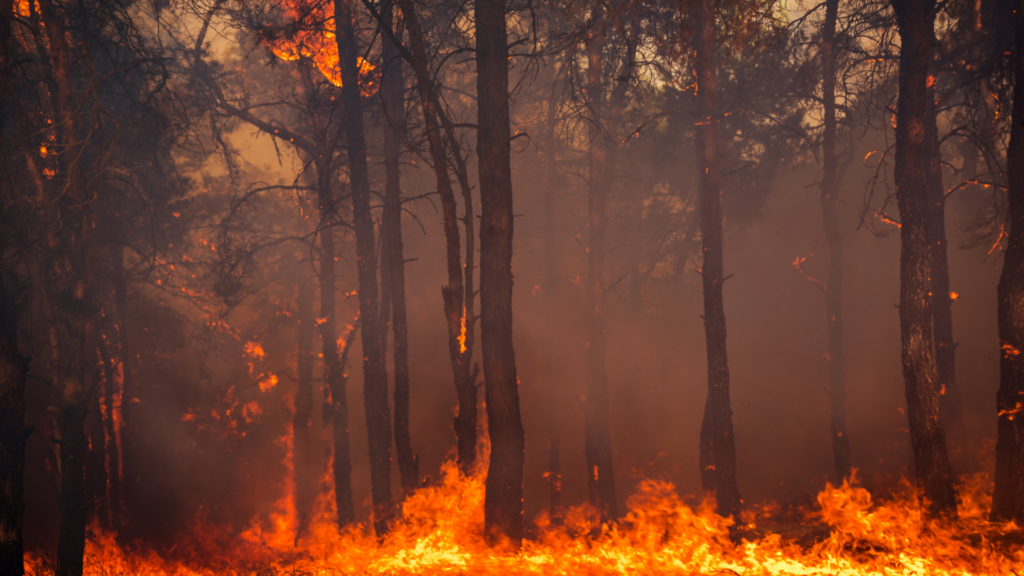 A forest fire is burning in the middle of a forest.