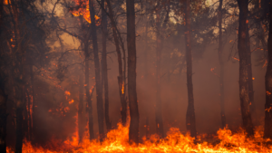 A forest fire is burning in the middle of a forest.